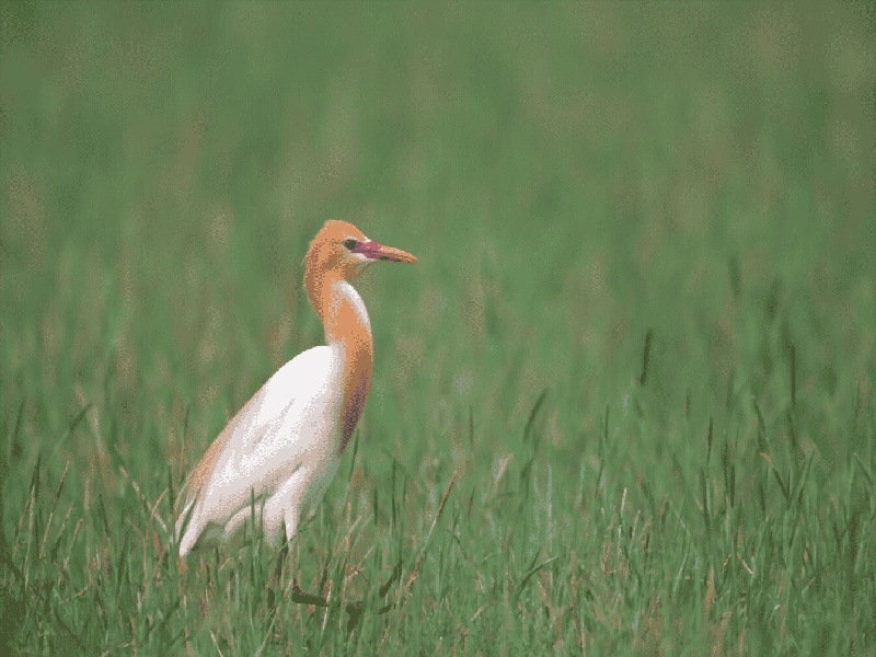 刘女士成功案例